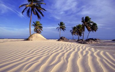 Bahia Nurturing Nest
