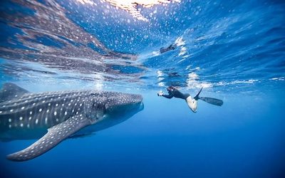 Whale Sharks
